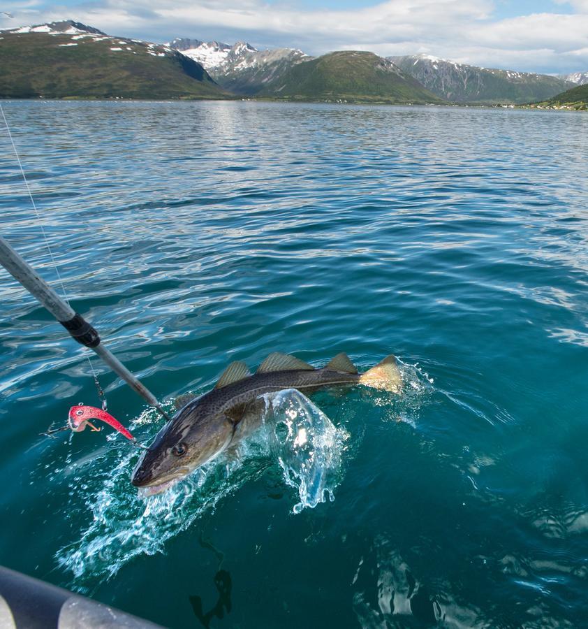 Vikran Vacation: Sea Fishing And Northern Lights Exterior photo