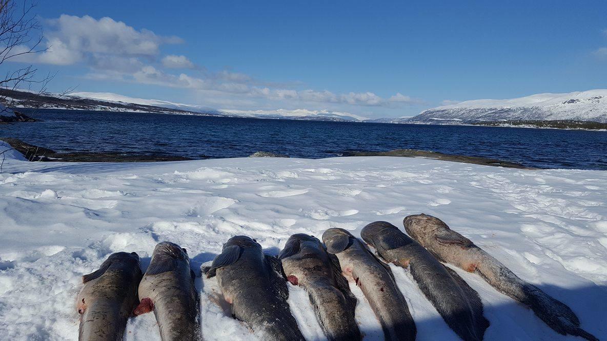 Vikran Vacation: Sea Fishing And Northern Lights Exterior photo